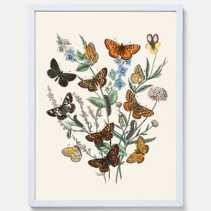 Poster med en illustration av fjärilar