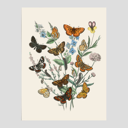 Poster med en illustration av fjärilar