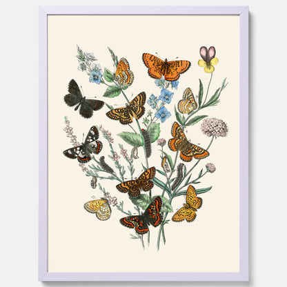 Poster med en illustration av fjärilar