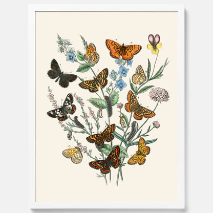Poster med en illustration av fjärilar