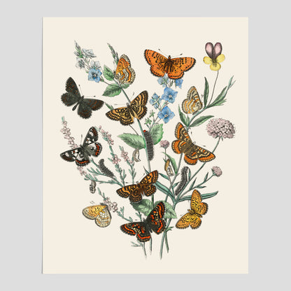 Poster med en illustration av fjärilar