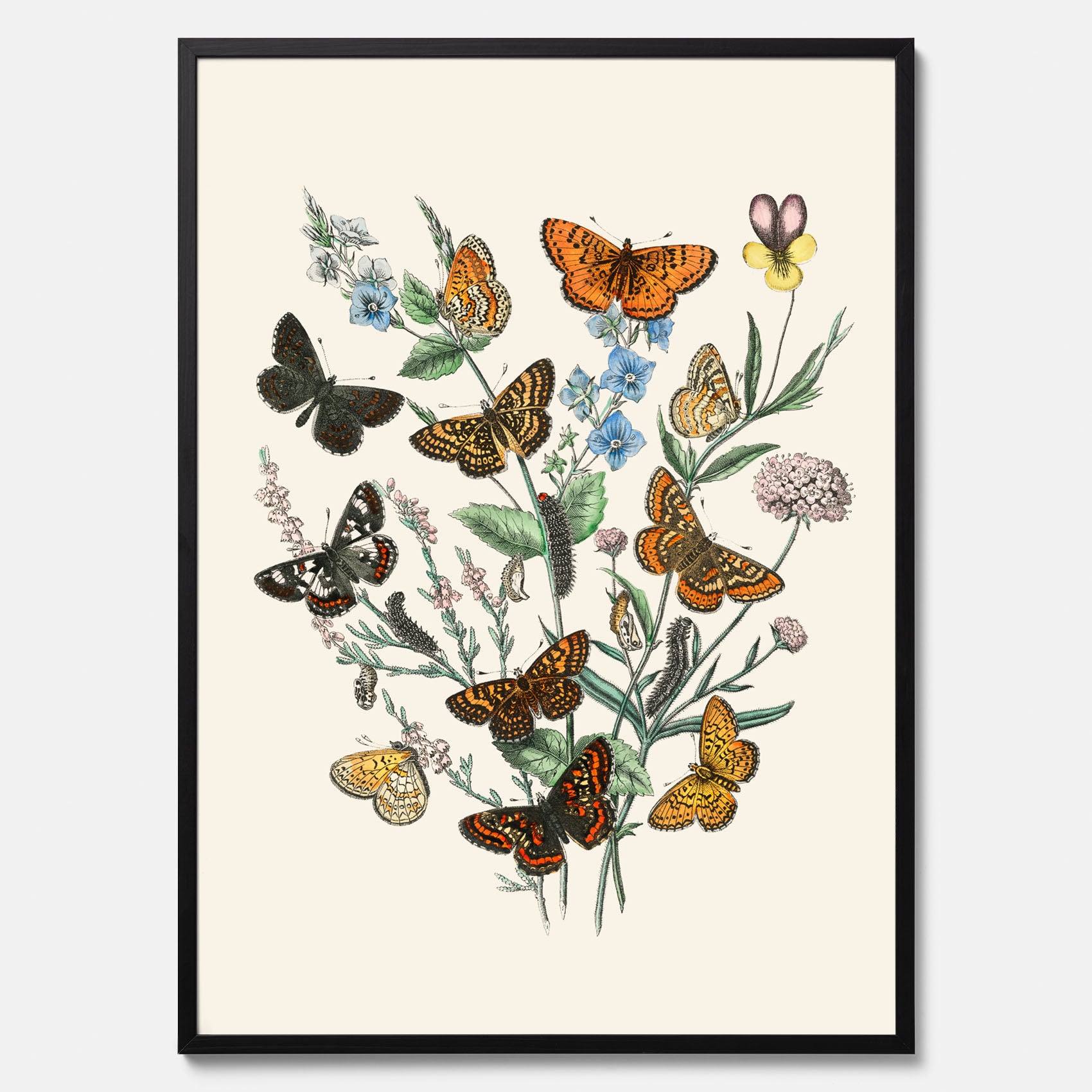 Poster med en illustration av fjärilar
