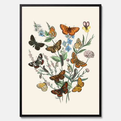 Poster med en illustration av fjärilar