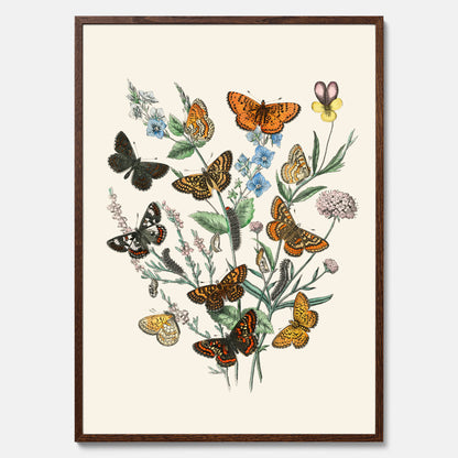 Poster med en illustration av fjärilar