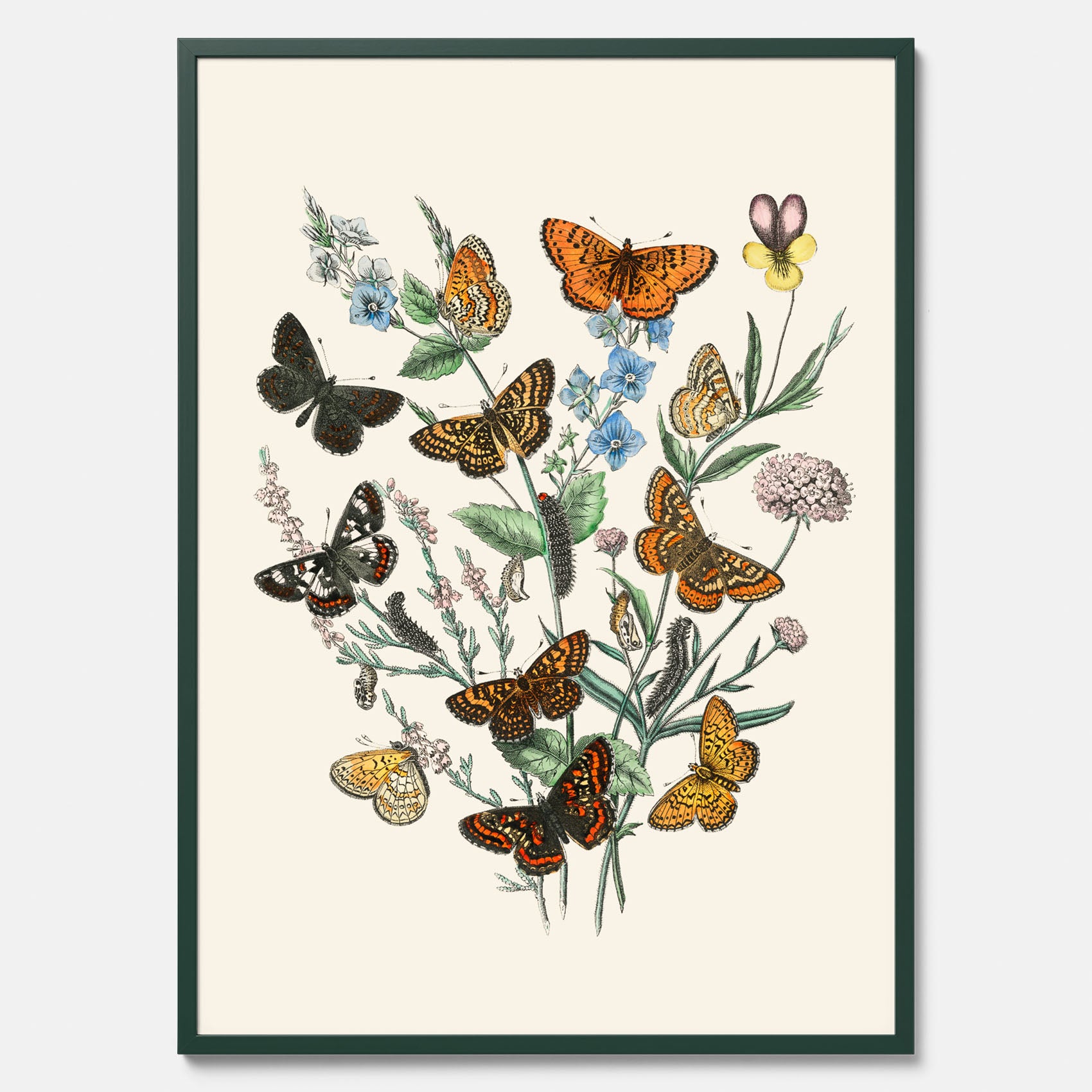 Poster med en illustration av fjärilar