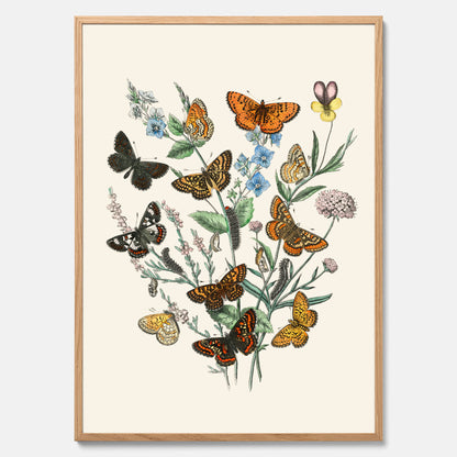 Poster med en illustration av fjärilar