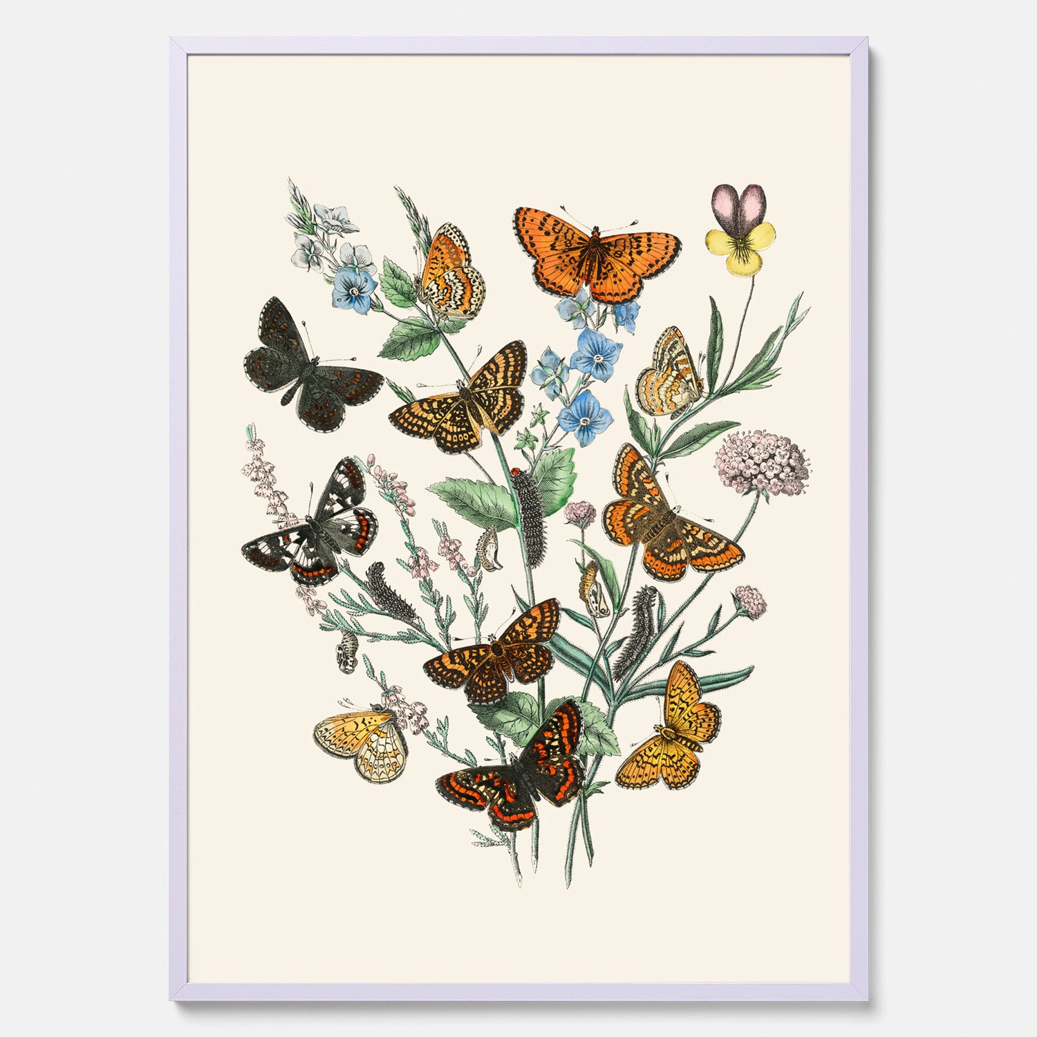 Poster med en illustration av fjärilar