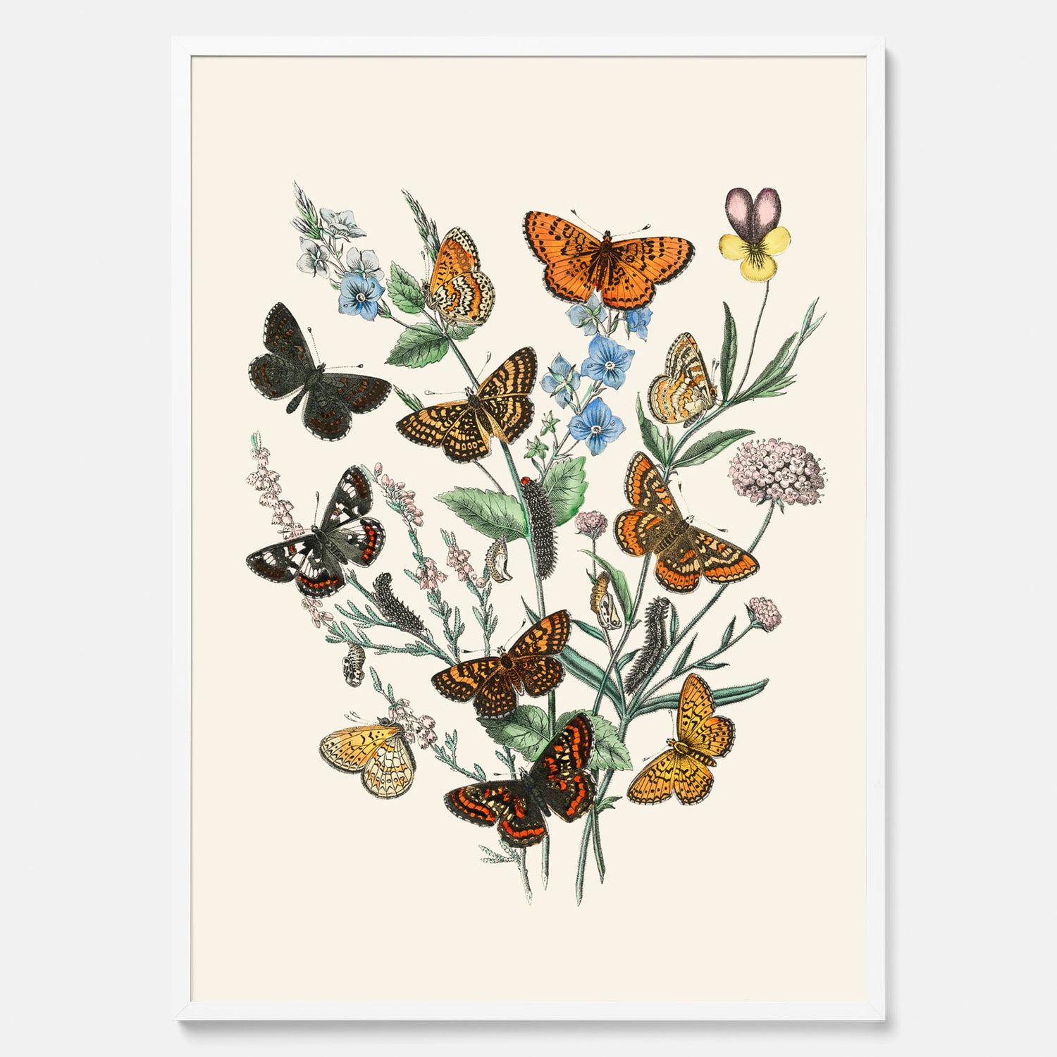Poster med en illustration av fjärilar