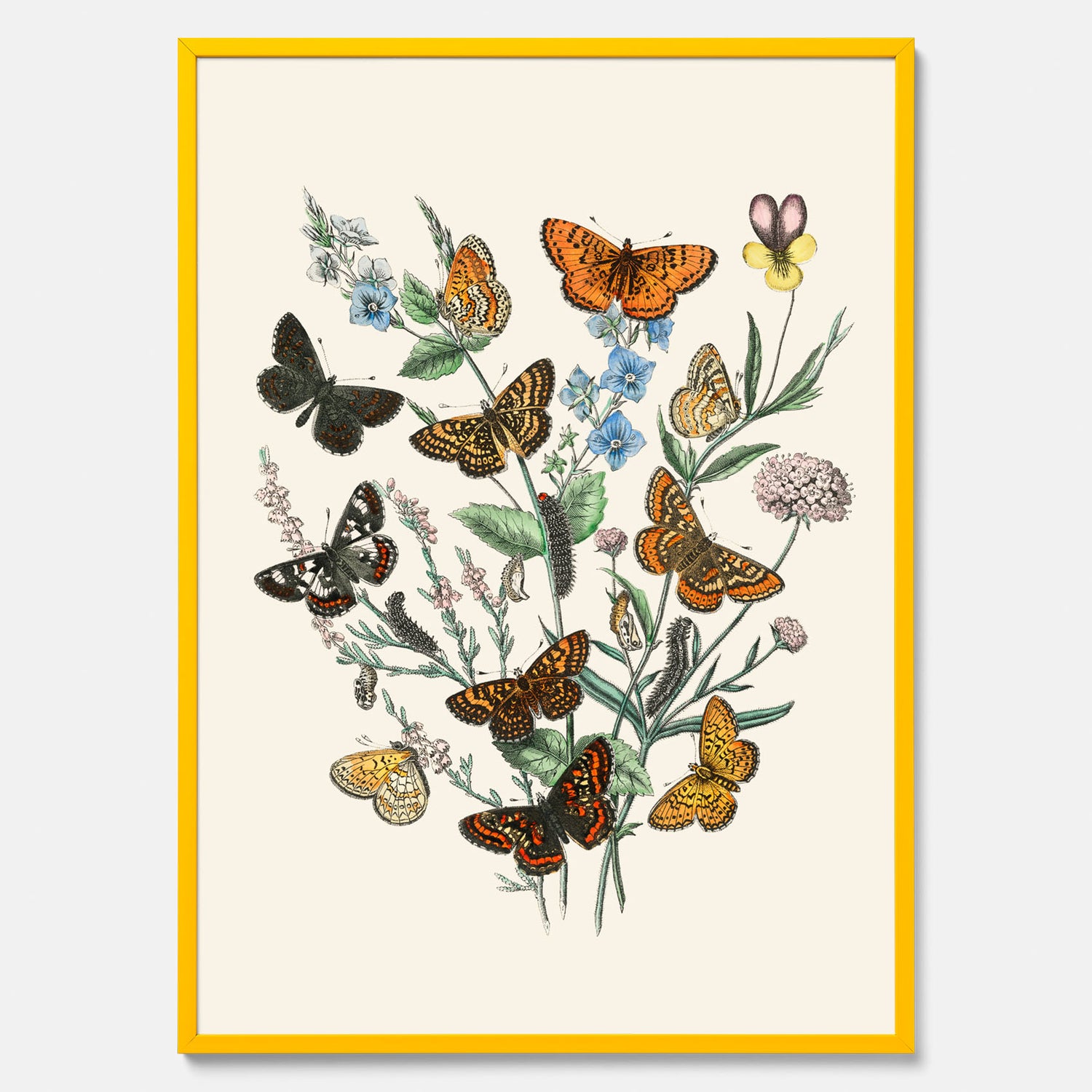 Poster med en illustration av fjärilar