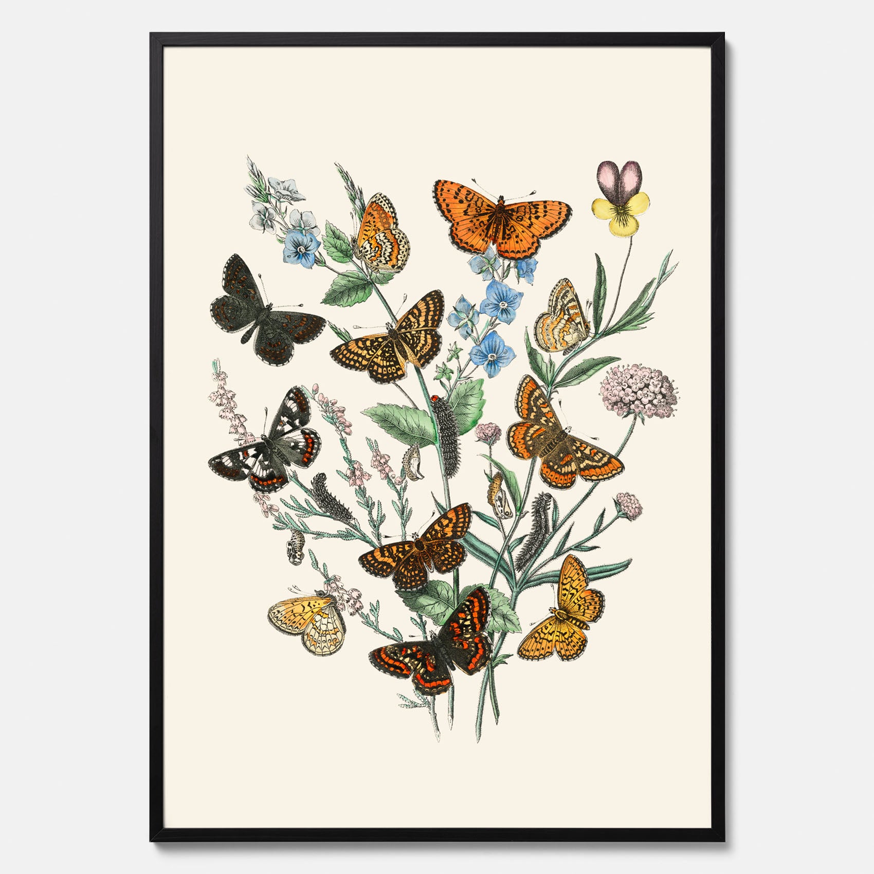 Poster med en illustration av fjärilar