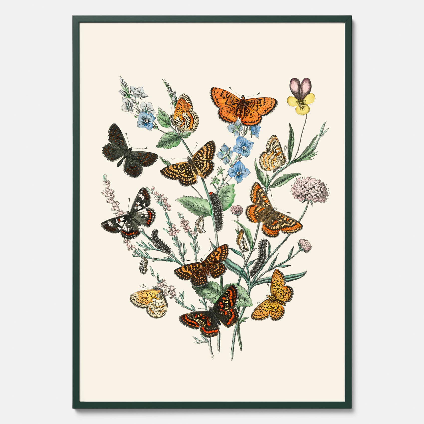 Poster med en illustration av fjärilar
