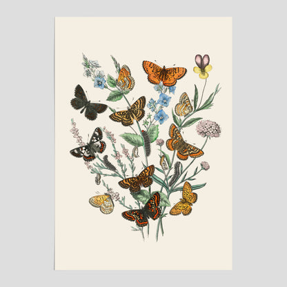Poster med en illustration av fjärilar