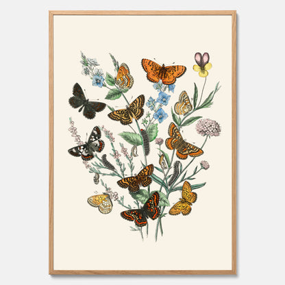 Poster med en illustration av fjärilar
