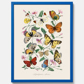 Tavla med Fjärilar No.2 poster  – Vintageplansch med fjäril