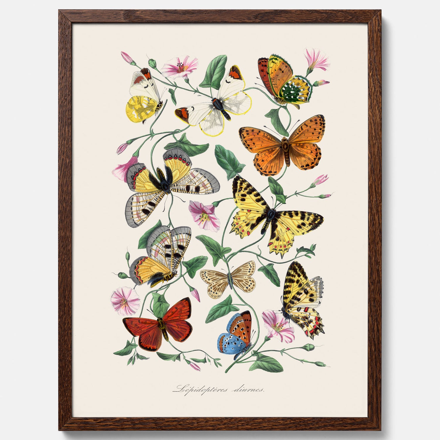 Tavla med Fjärilar No.2 poster  – Vintageplansch med fjäril