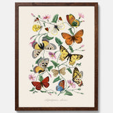 Tavla med Fjärilar No.2 poster  – Vintageplansch med fjäril