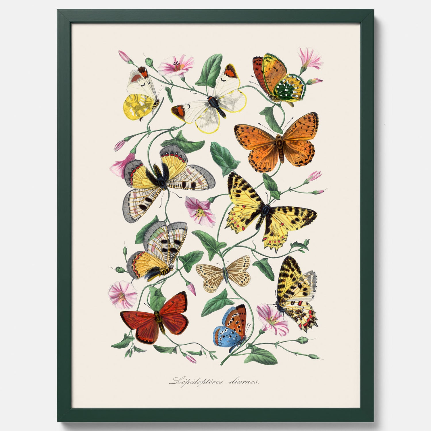 Tavla med Fjärilar No.2 poster  – Vintageplansch med fjäril