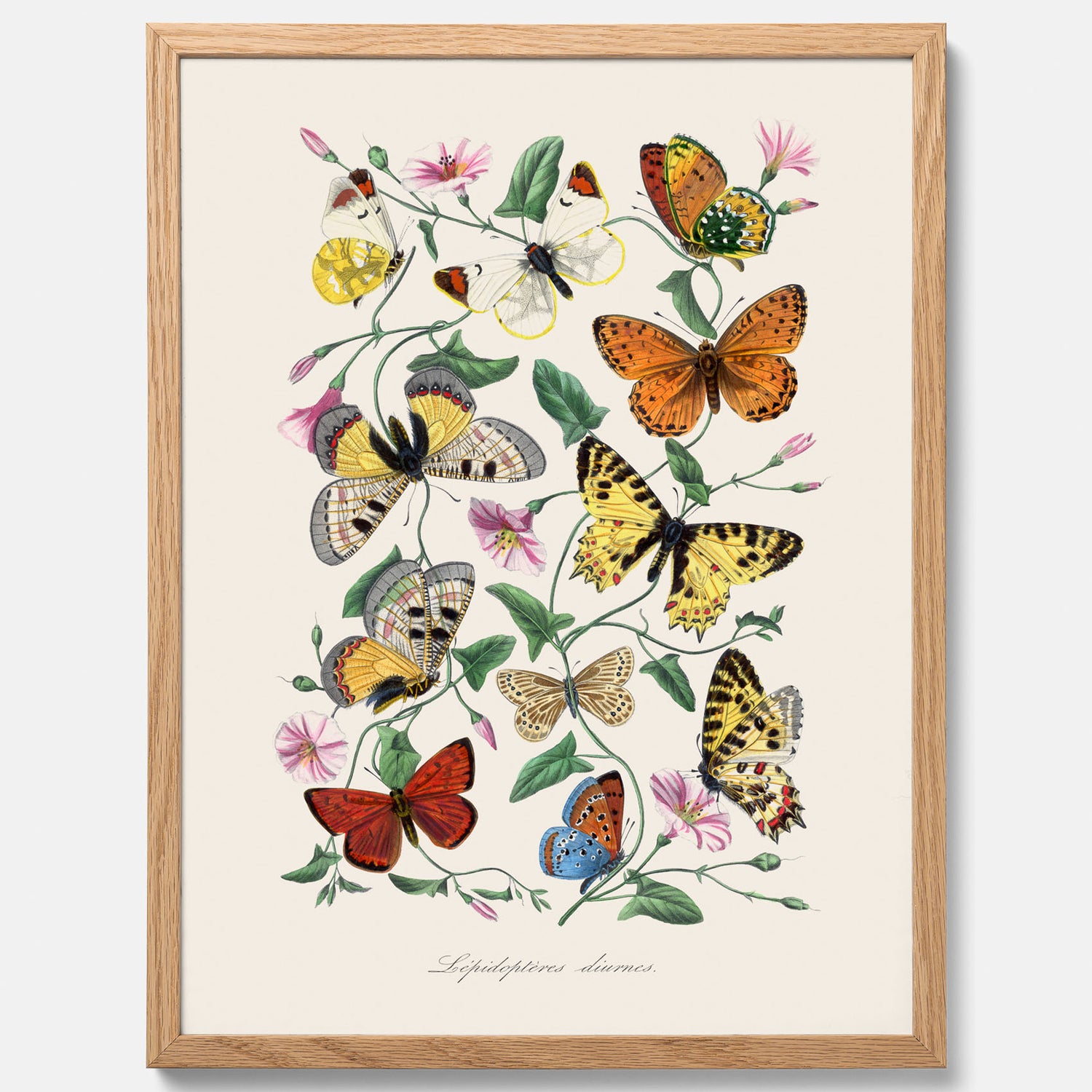 Tavla med Fjärilar No.2 poster  – Vintageplansch med fjäril
