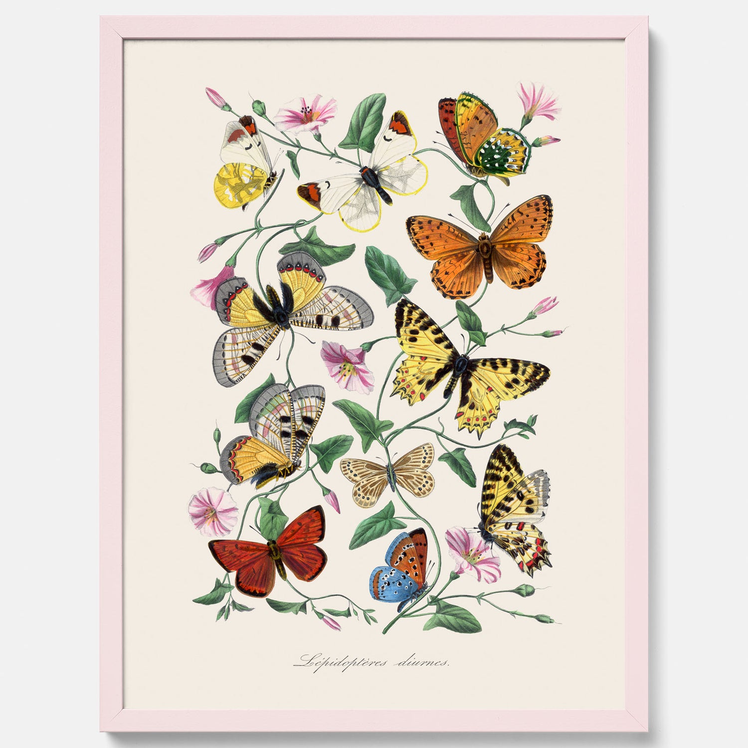 Tavla med Fjärilar No.2 poster  – Vintageplansch med fjäril