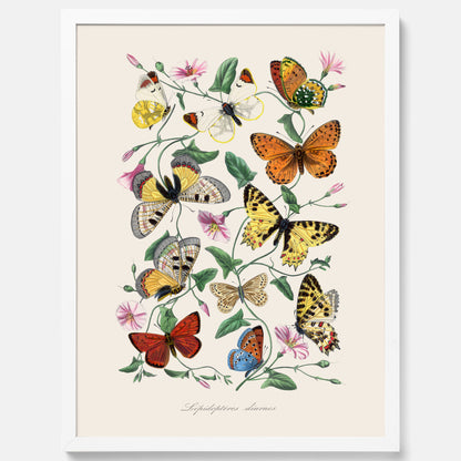 Tavla med Fjärilar No.2 poster  – Vintageplansch med fjäril