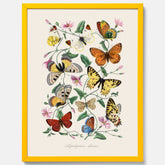 Tavla med Fjärilar No.2 poster  – Vintageplansch med fjäril