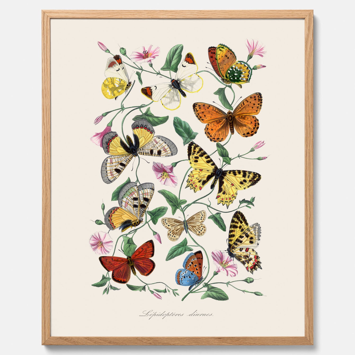 Tavla med Fjärilar No.2 poster  – Vintageplansch med fjäril