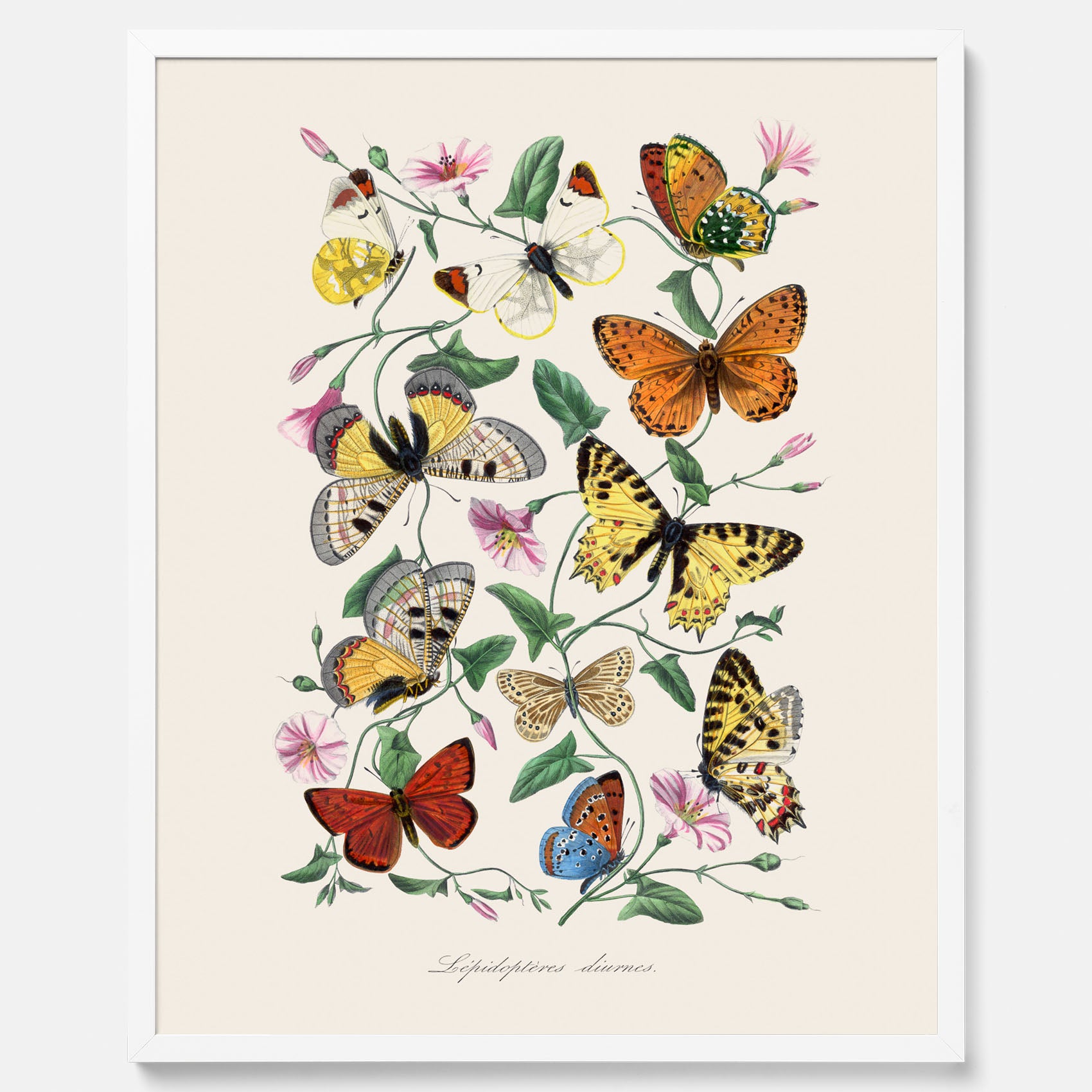 Tavla med Fjärilar No.2 poster  – Vintageplansch med fjäril