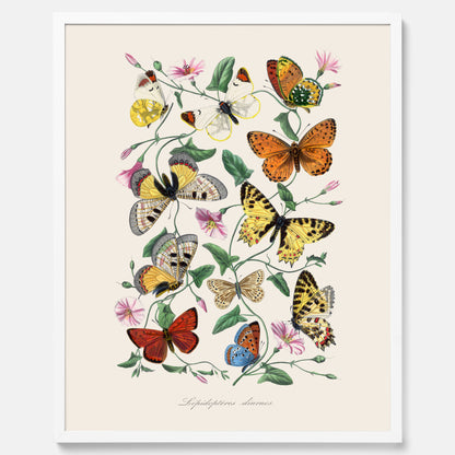 Tavla med Fjärilar No.2 poster  – Vintageplansch med fjäril