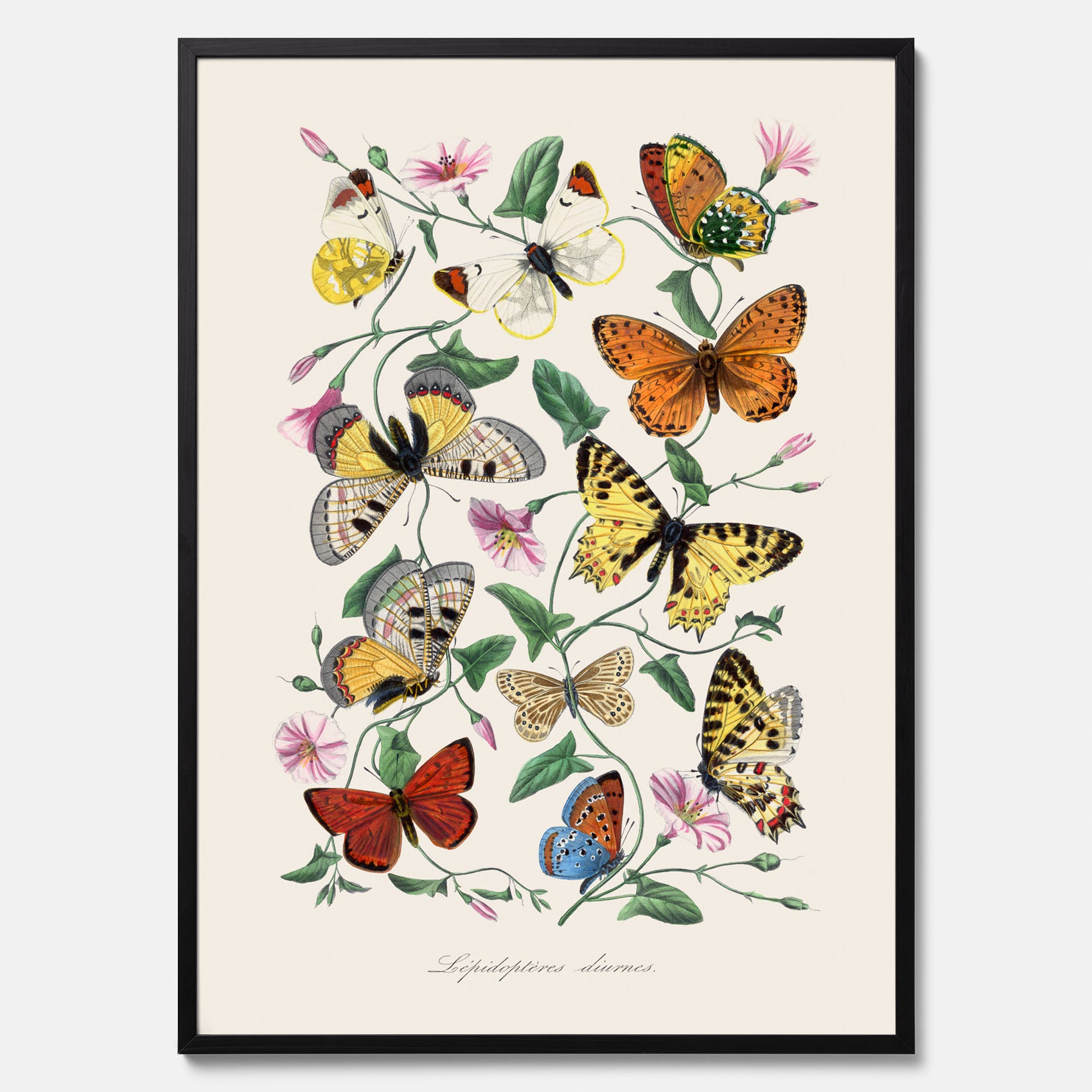 Tavla med Fjärilar No.2 poster  – Vintageplansch med fjäril