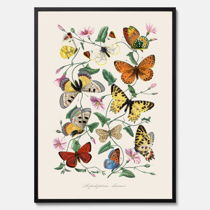 Tavla med Fjärilar No.2 poster  – Vintageplansch med fjäril