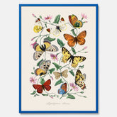 Tavla med Fjärilar No.2 poster  – Vintageplansch med fjäril