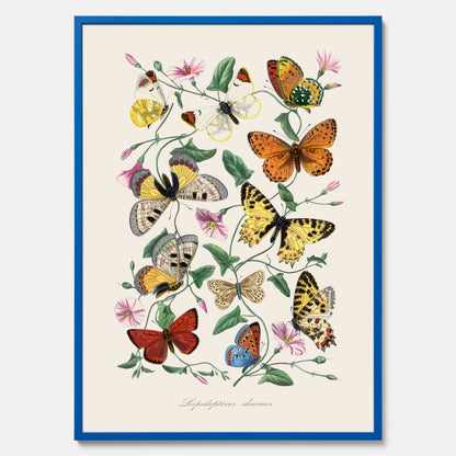 Tavla med Fjärilar No.2 poster  – Vintageplansch med fjäril