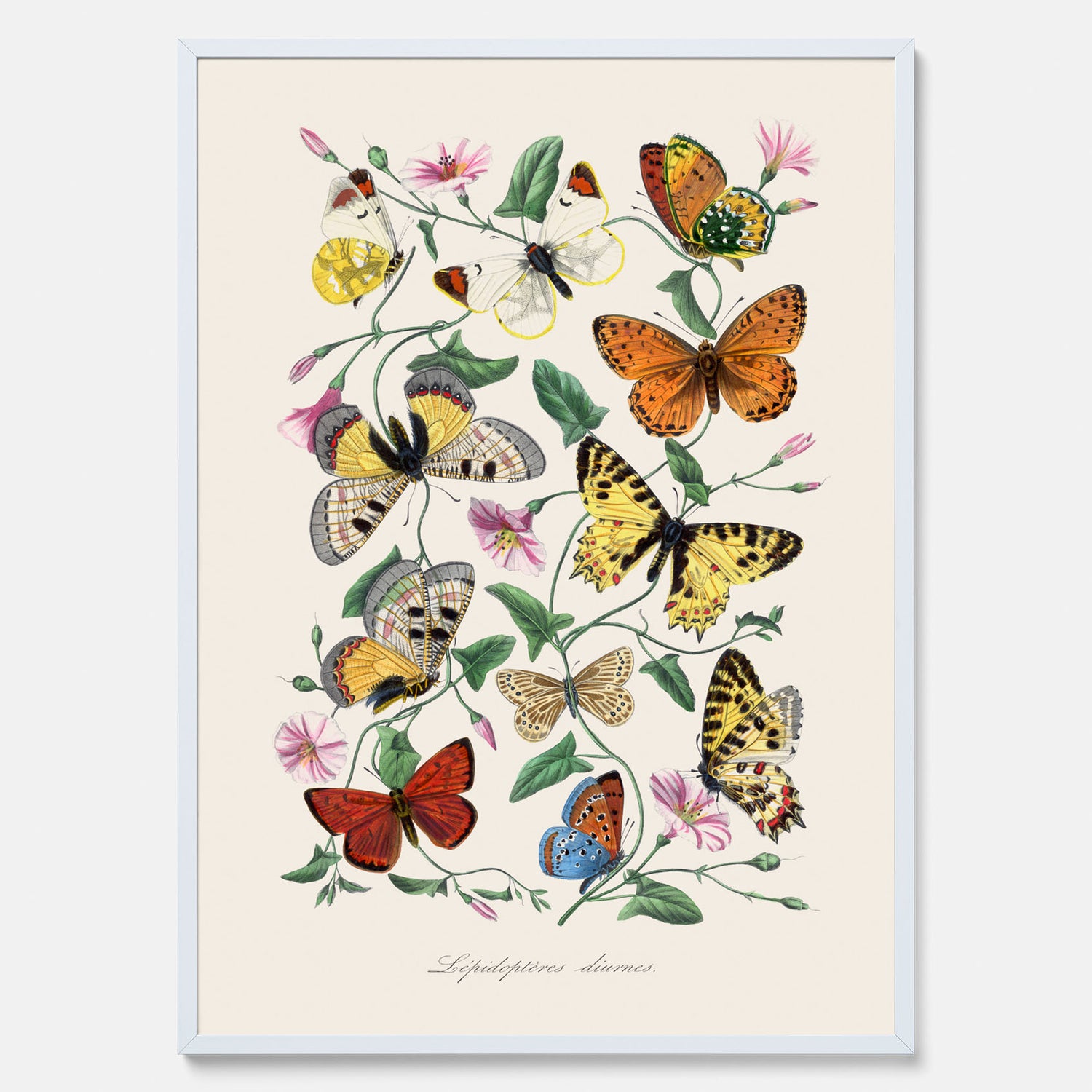 Tavla med Fjärilar No.2 poster  – Vintageplansch med fjäril