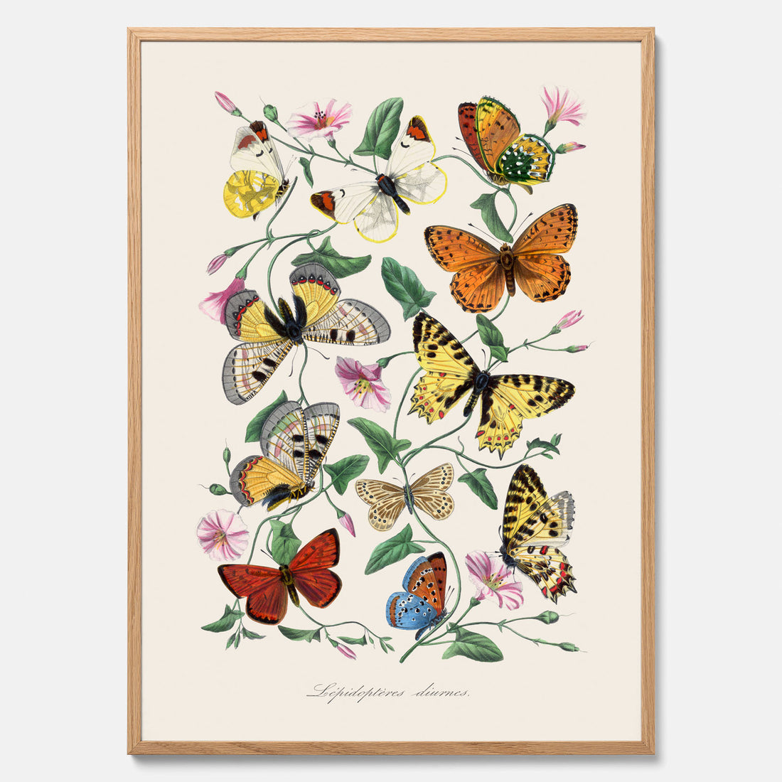 Tavla med Fjärilar No.2 poster  – Vintageplansch med fjäril