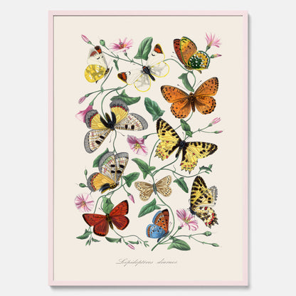 Tavla med Fjärilar No.2 poster  – Vintageplansch med fjäril