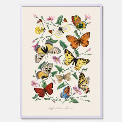 Tavla med Fjärilar No.2 poster  – Vintageplansch med fjäril