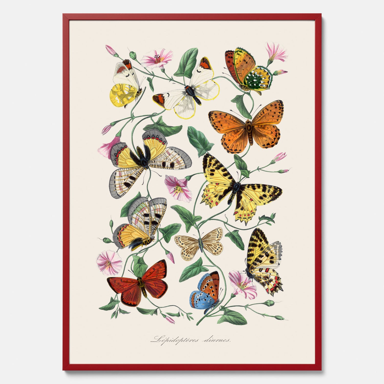 Tavla med Fjärilar No.2 poster  – Vintageplansch med fjäril