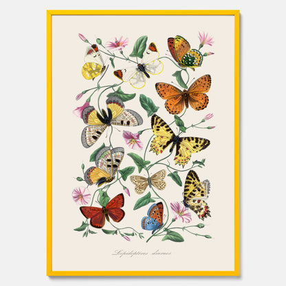 Tavla med Fjärilar No.2 poster  – Vintageplansch med fjäril