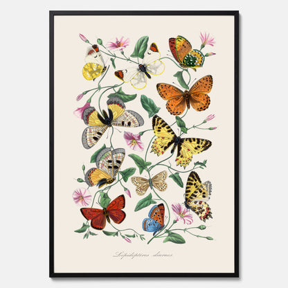 Tavla med Fjärilar No.2 poster  – Vintageplansch med fjäril