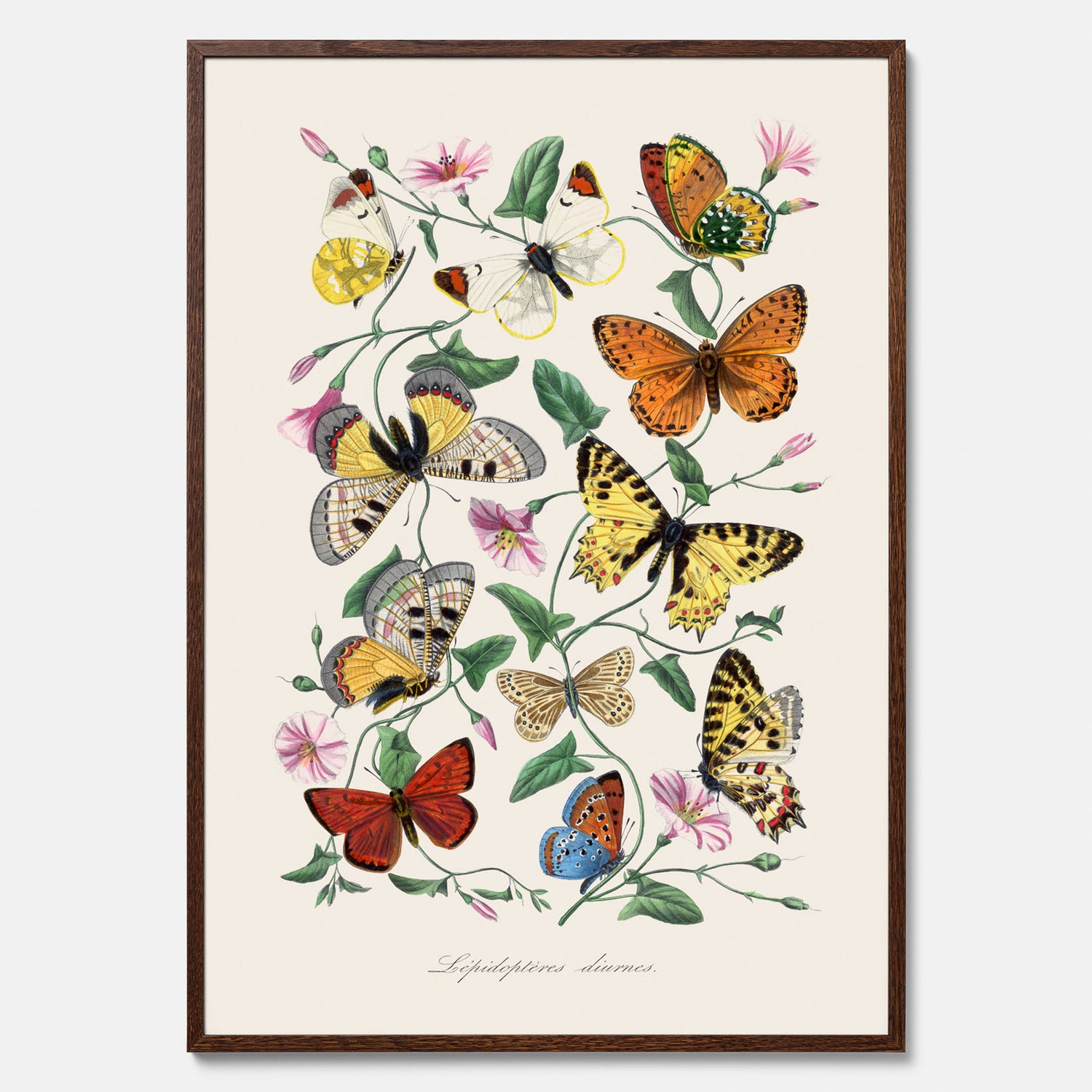 Tavla med Fjärilar No.2 poster  – Vintageplansch med fjäril
