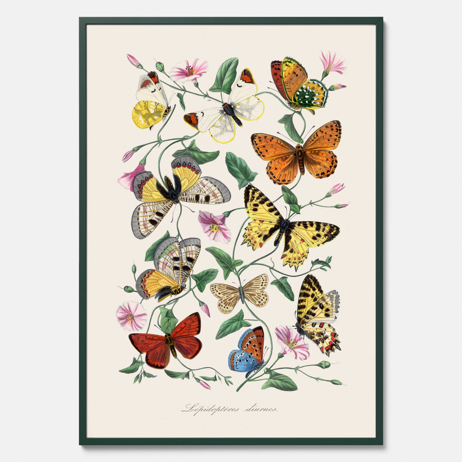 Tavla med Fjärilar No.2 poster  – Vintageplansch med fjäril