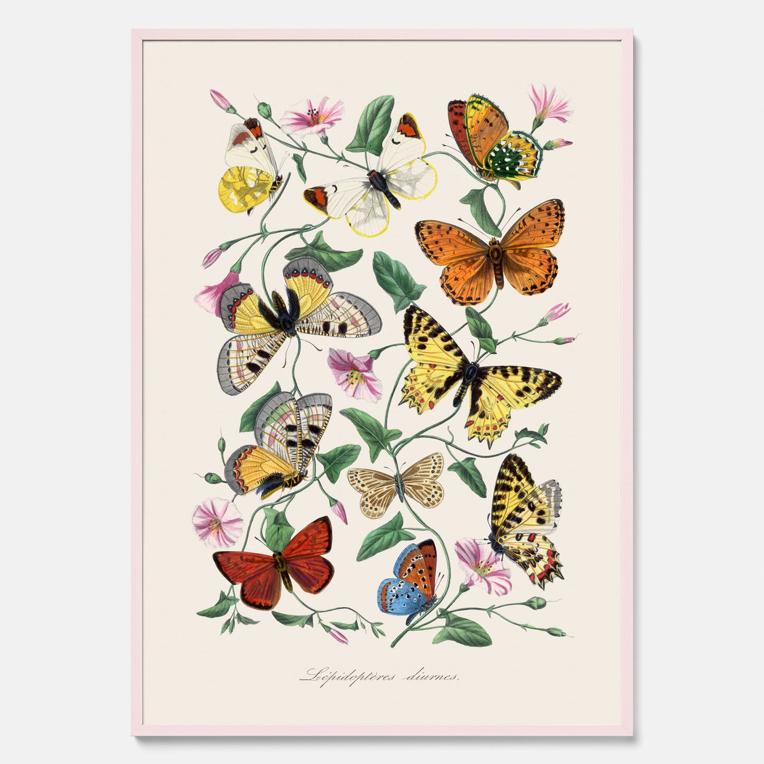 Tavla med Fjärilar No.2 poster  – Vintageplansch med fjäril