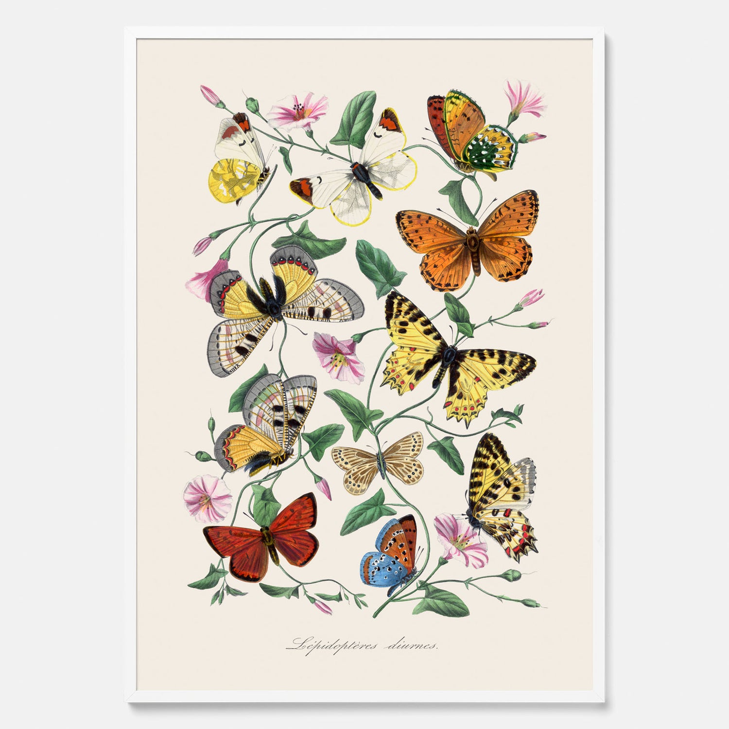 Tavla med Fjärilar No.2 poster  – Vintageplansch med fjäril