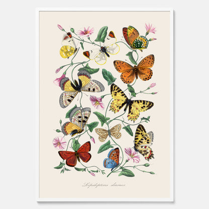 Tavla med Fjärilar No.2 poster  – Vintageplansch med fjäril