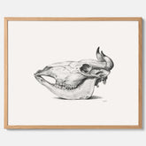 Vintageposter med en illustration av ett kokranium från sidan, ritad av Jean Bernard 1831