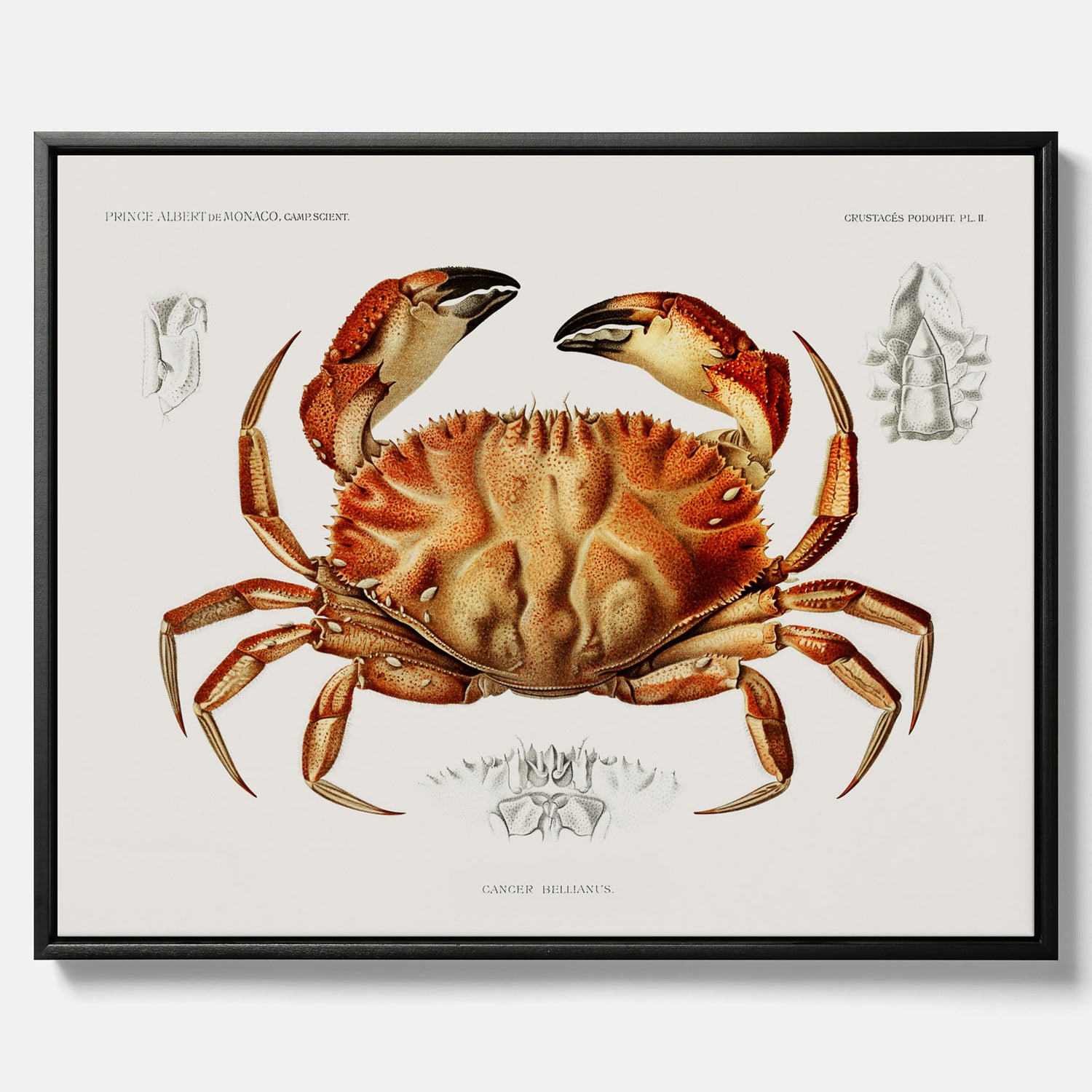 Kökstavla som canvas med Krabba Poster – Poster till kök, skaldjur, köksposter, tavla till kök