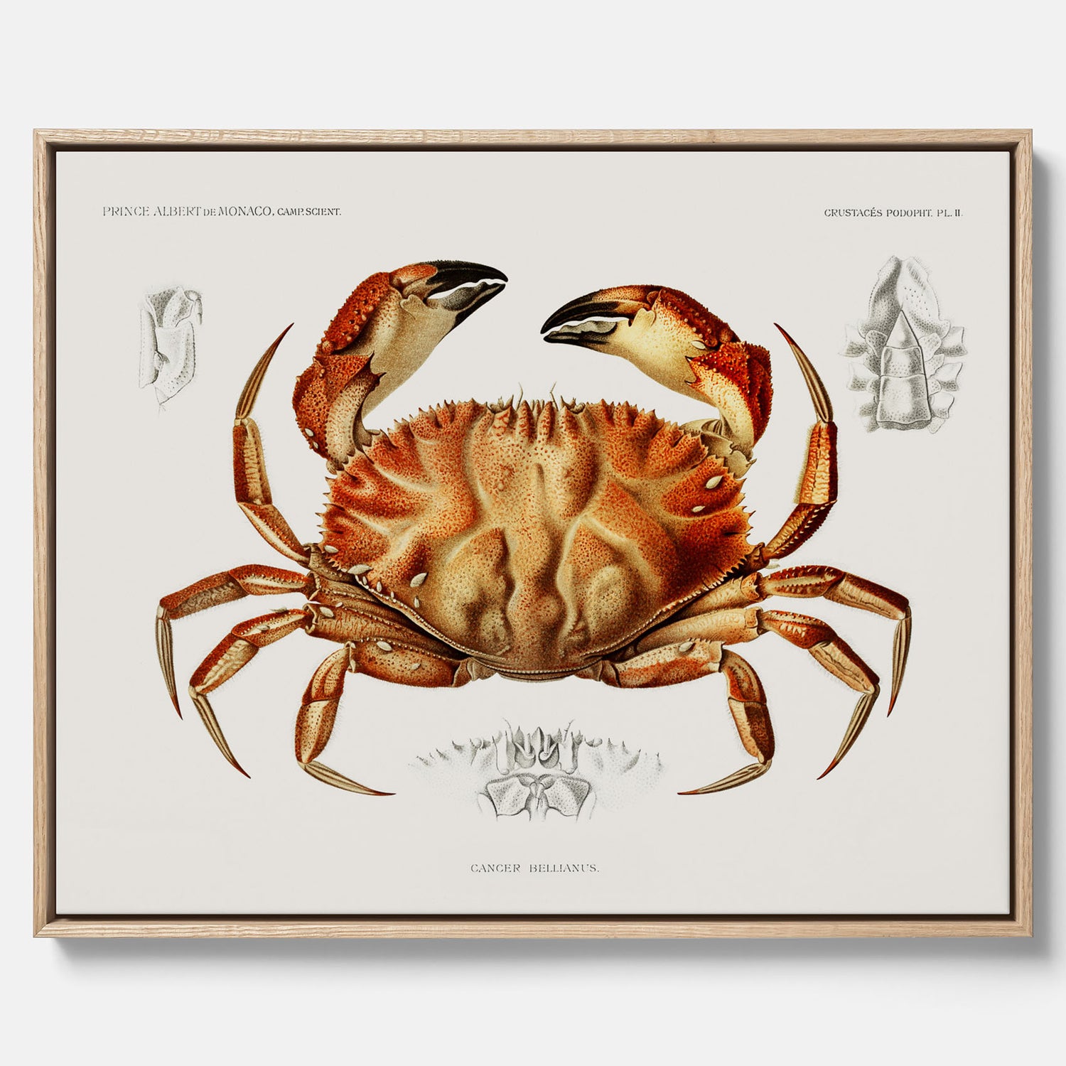 Kökstavla som canvas med Krabba Poster – Poster till kök, skaldjur, köksposter, tavla till kök