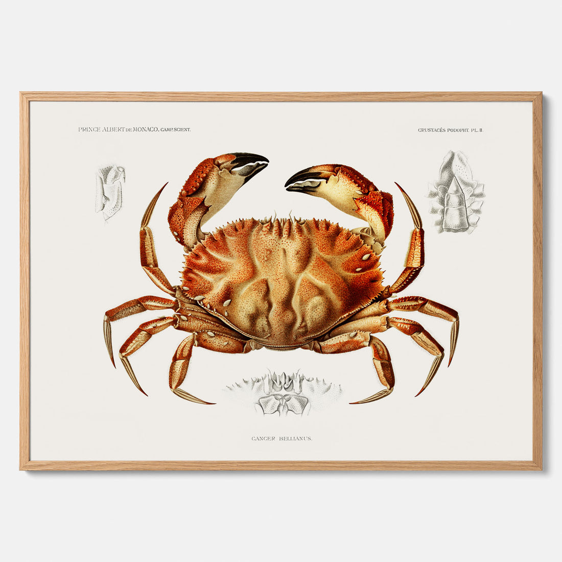 Kökstavla med Krabba Poster – Poster till kök, skaldjur, köksposter, tavla till kök