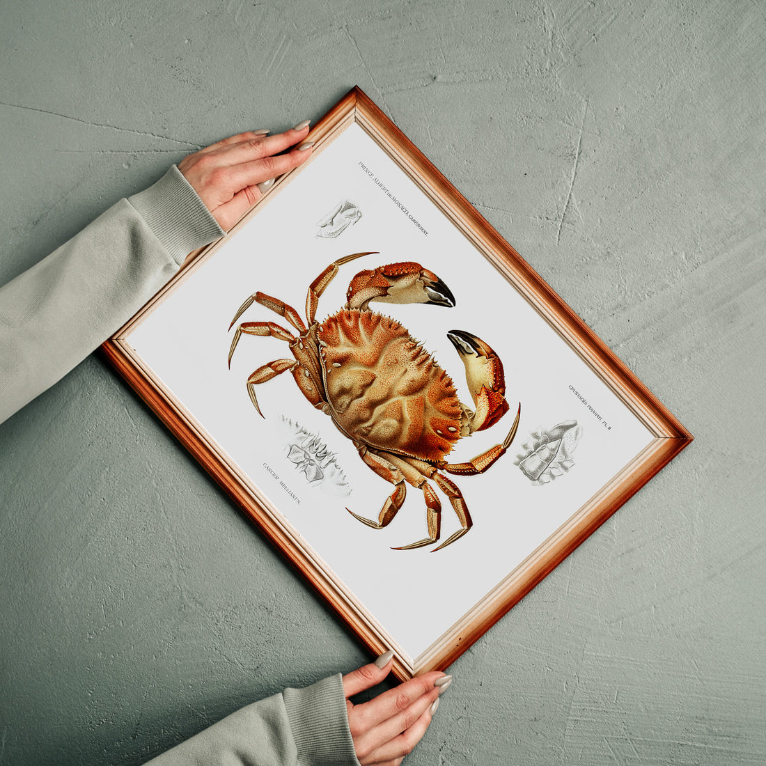 Kökstavla med Krabba Poster – Poster till kök, skaldjur, köksposter, tavla till kök