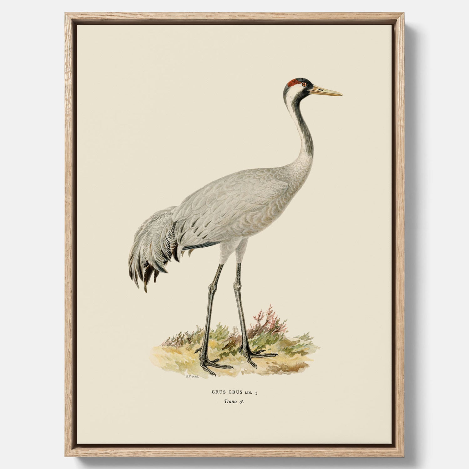 Vintageposter föreställande en trana, ritad av bröderna von Wright i canvas